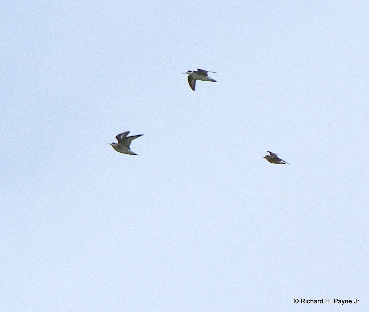 Red-necked Phalarope - ML173720441