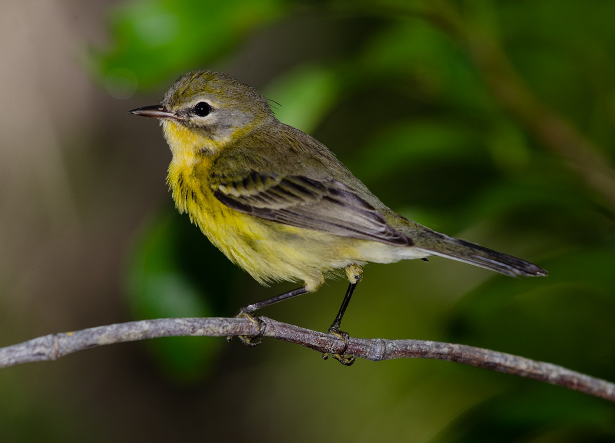 Prairie Warbler - Larry Manfredi