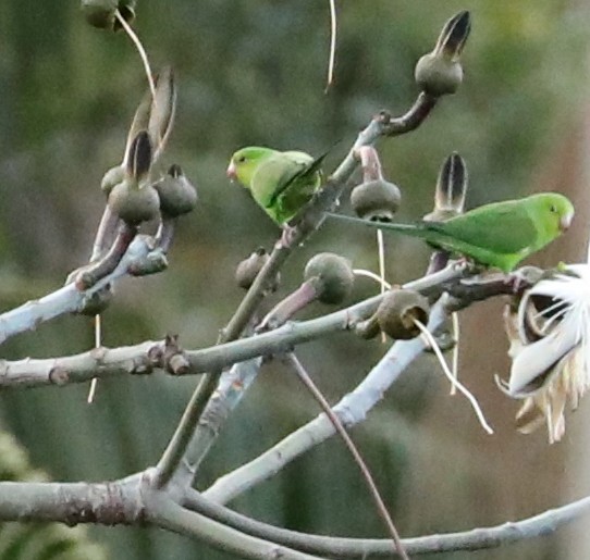 Cobalt-rumped Parrotlet - Bonnie Bompart