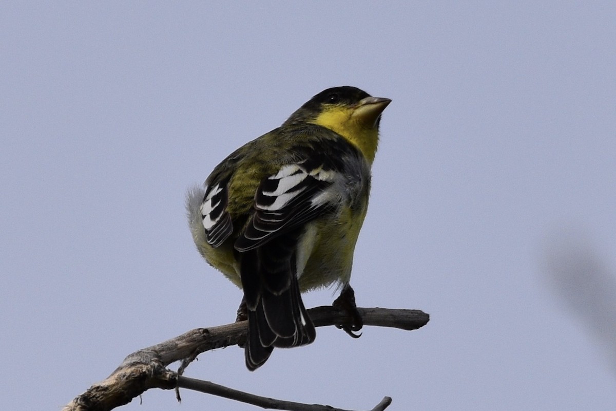 Lesser Goldfinch - ML173726001