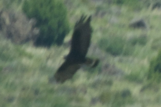 Zone-tailed Hawk - ML173727101