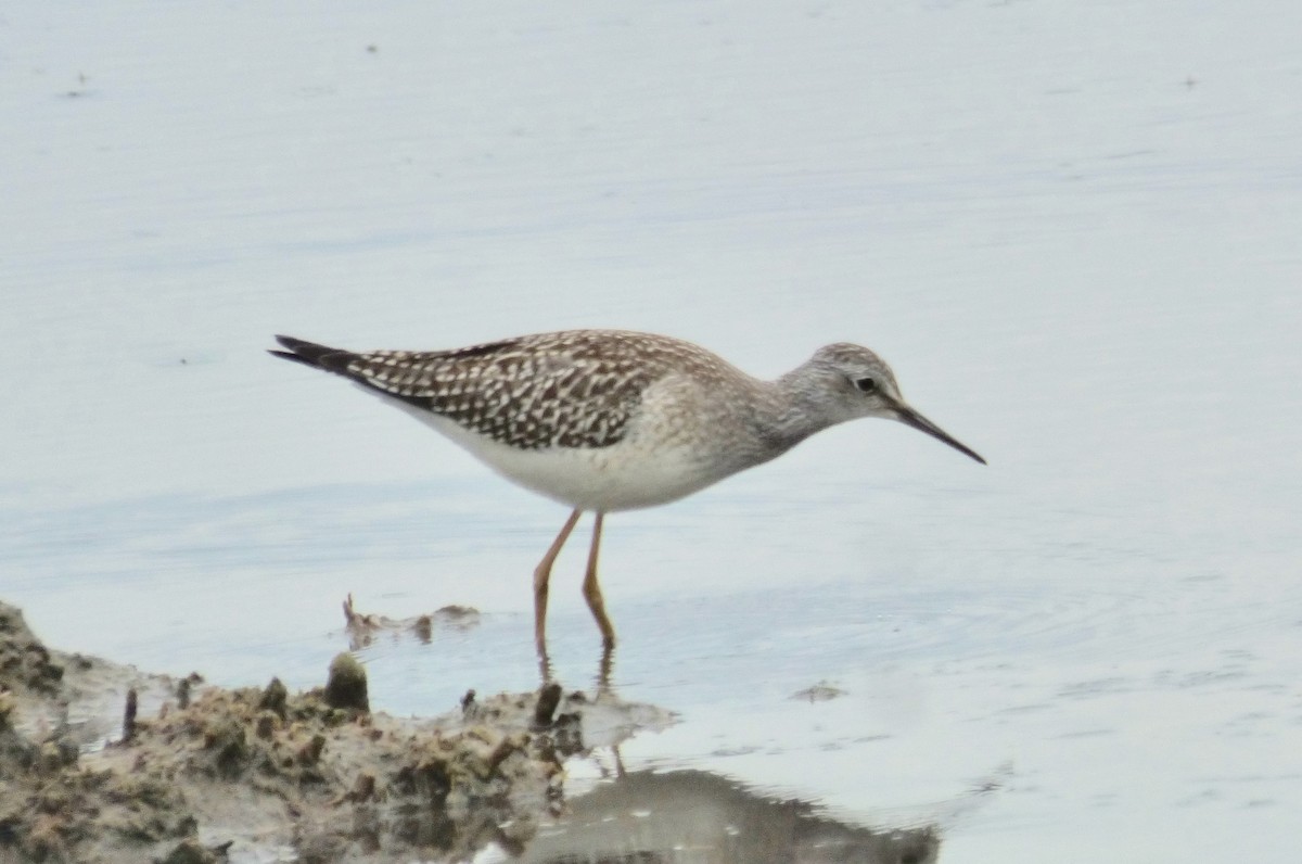 Lesser Yellowlegs - ML173727681