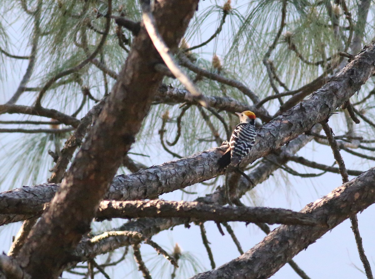 Brown-fronted Woodpecker - ML173731201