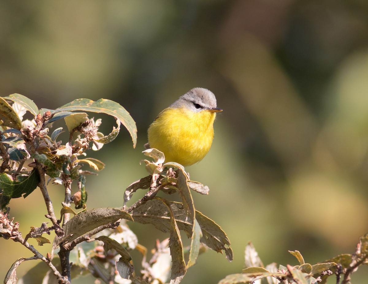 Gray-hooded Warbler - ML173731371