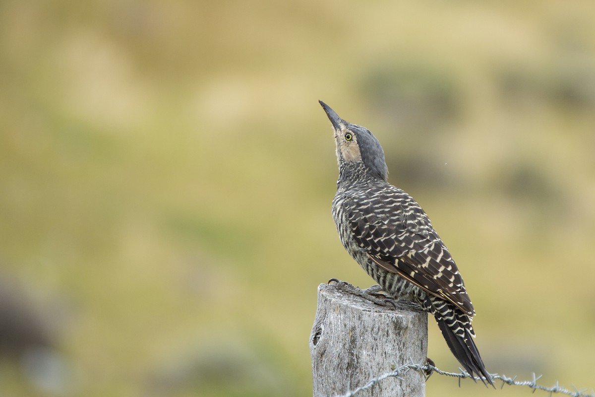 Chilean Flicker - Joshua Covill