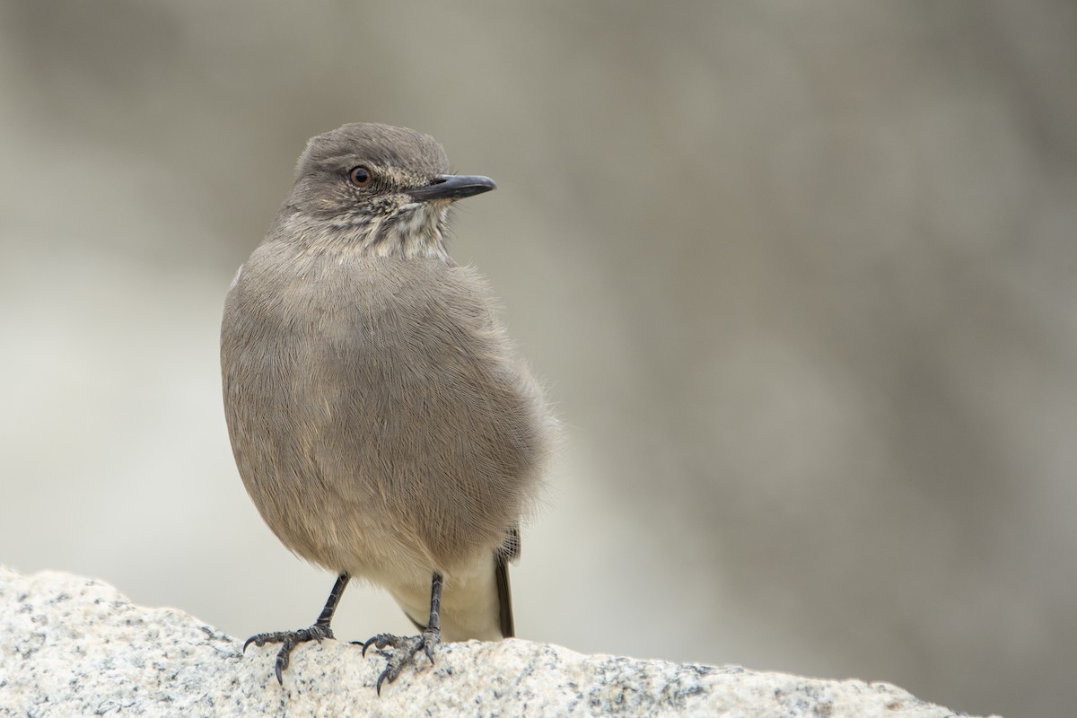 Black-billed Shrike-Tyrant - ML173732841