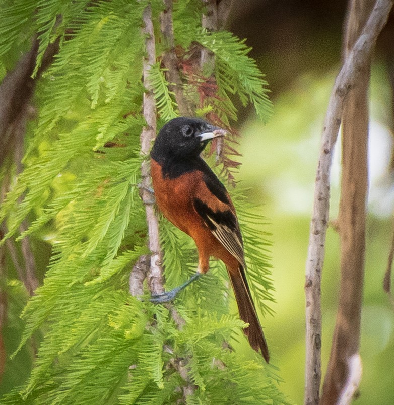 Orchard Oriole - ML173733041
