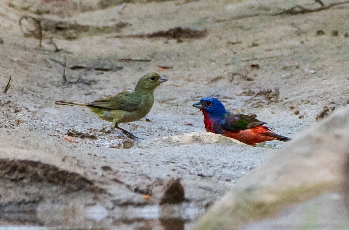 Painted Bunting - ML173733161