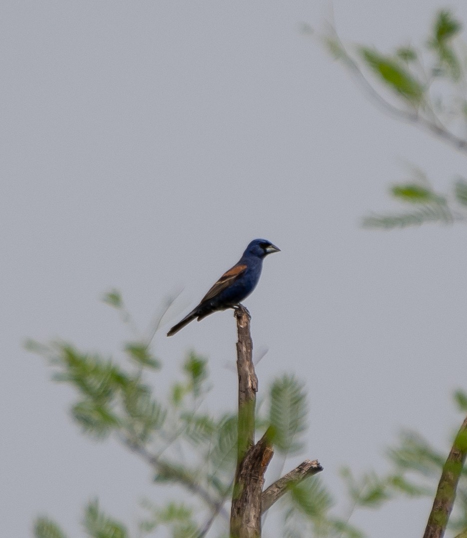 Blue Grosbeak - ML173733201