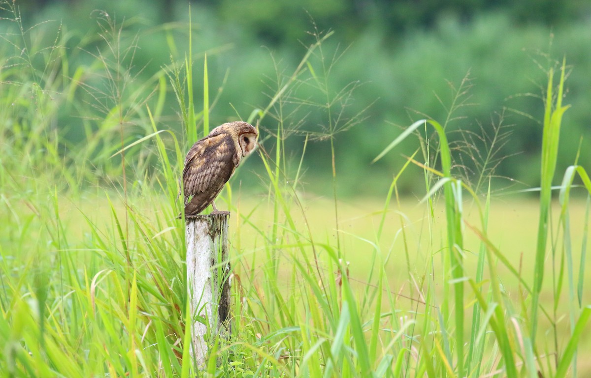 Barn Owl - ML173734701