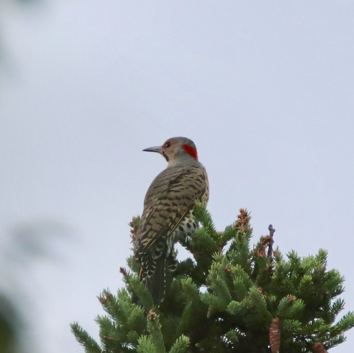 Northern Flicker - ML173735411