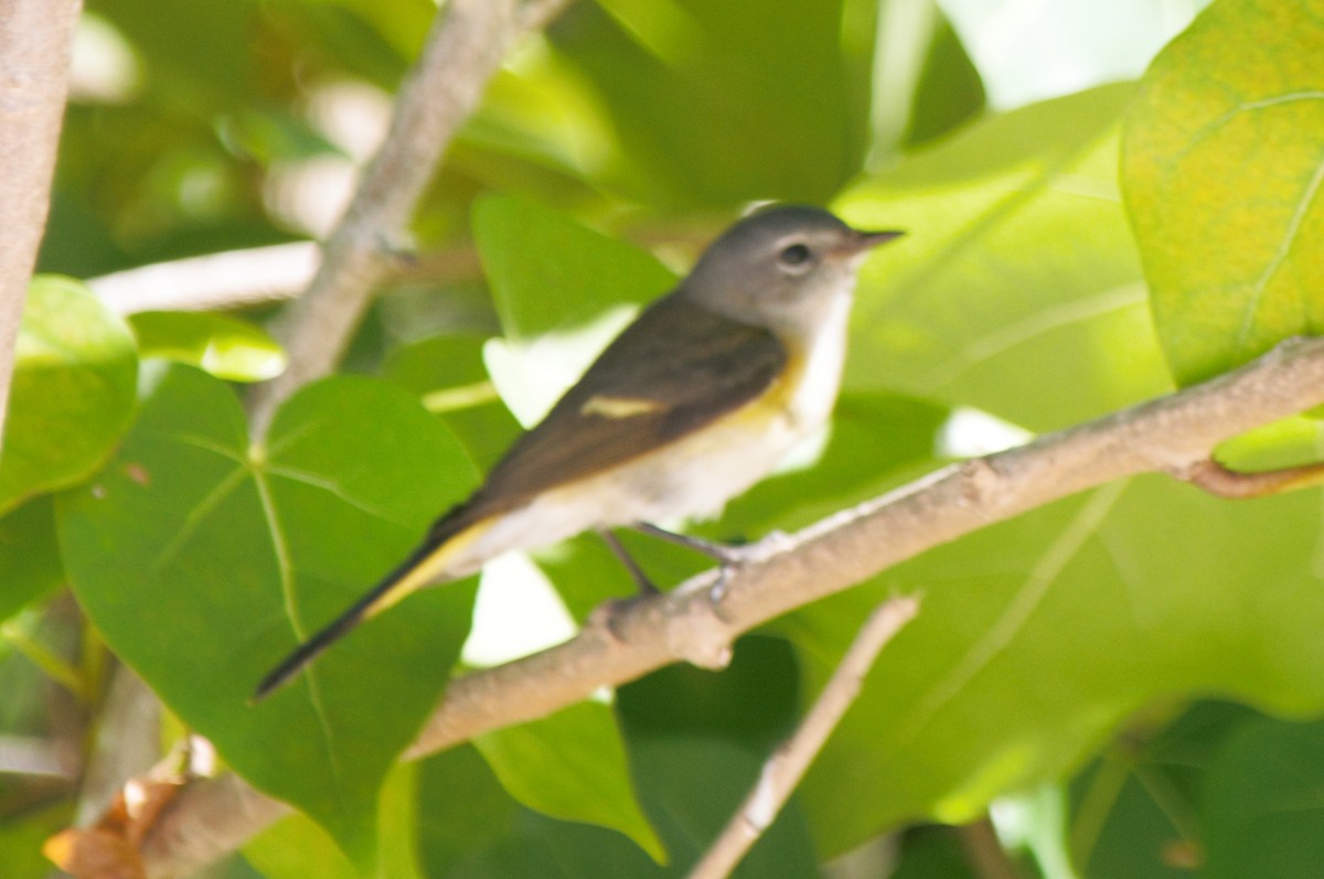 American Redstart - ML173737711