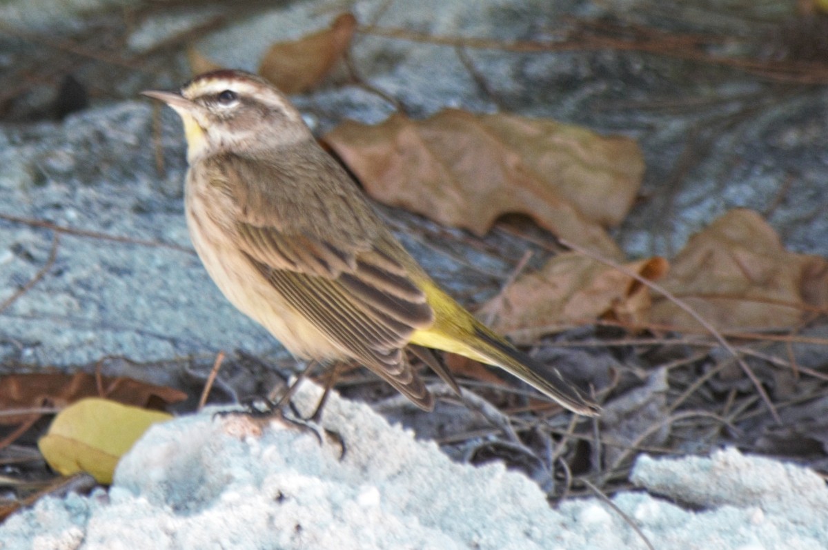 Palm Warbler - ML173737791