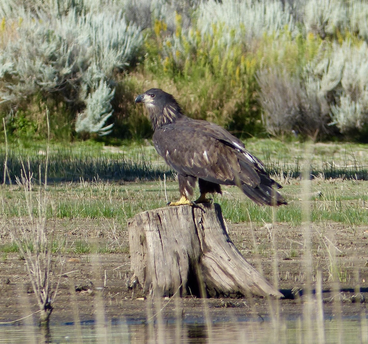 Bald Eagle - ML173738041