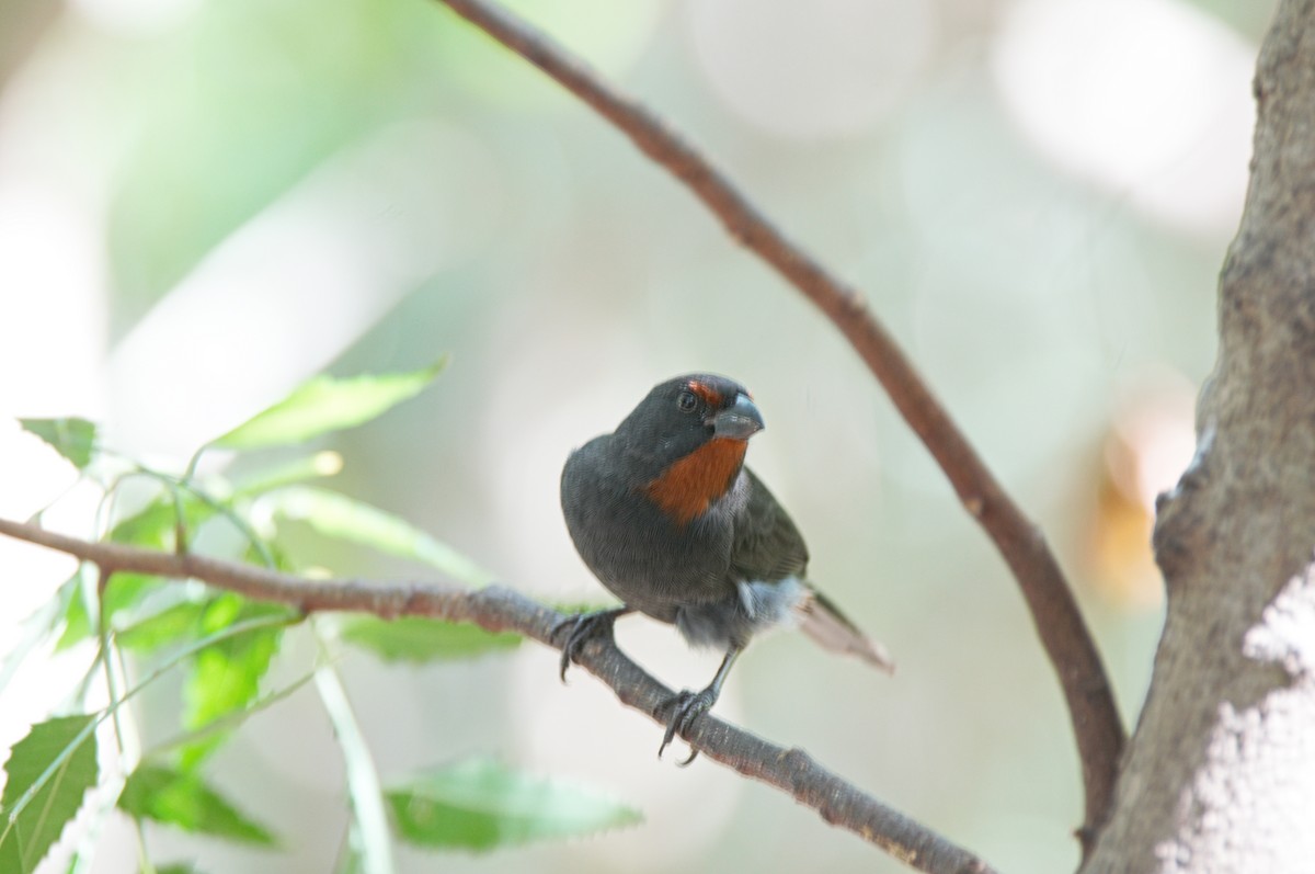 Lesser Antillean Bullfinch - ML173739431