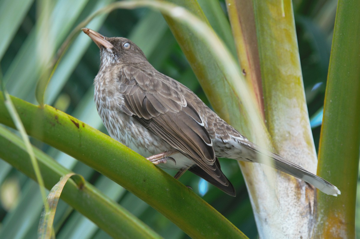 Pearly-eyed Thrasher - ML173739841