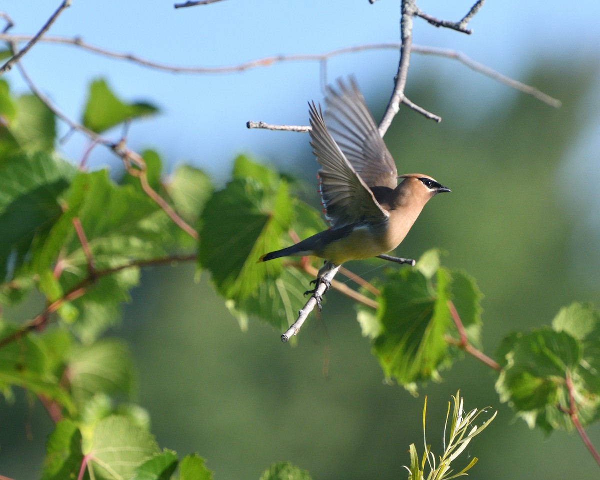 Cedar Waxwing - ML173740681