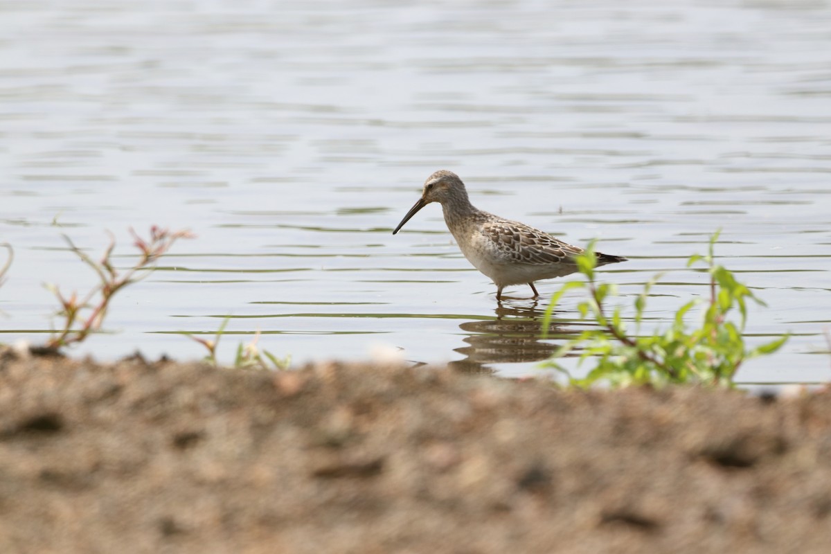 Stilt Sandpiper - ML173740881