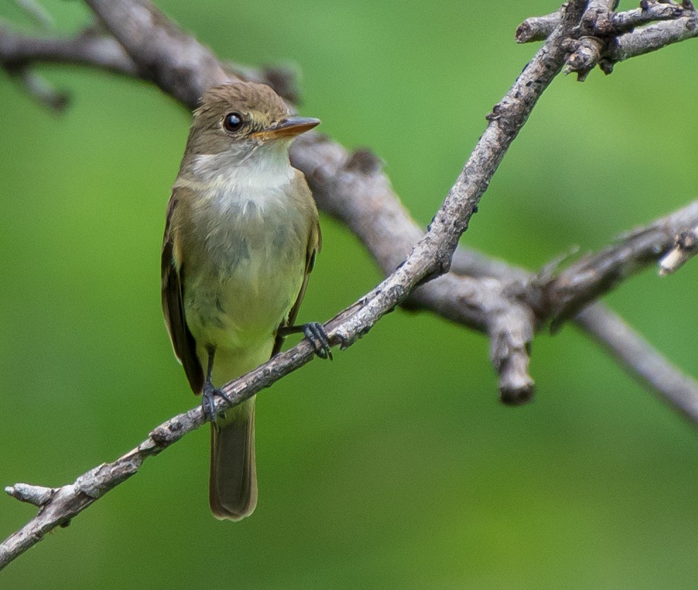 Willow Flycatcher - ML173742231