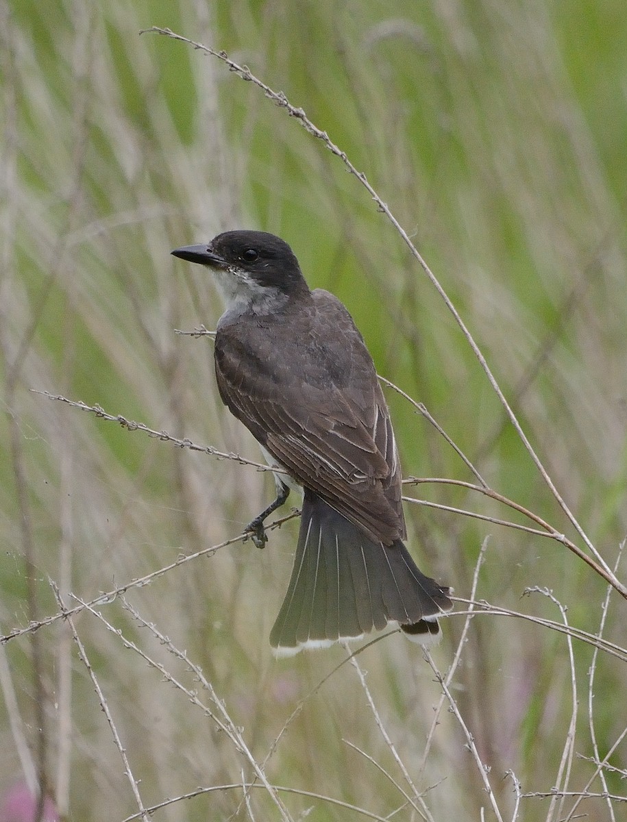 Eastern Kingbird - ML173742251