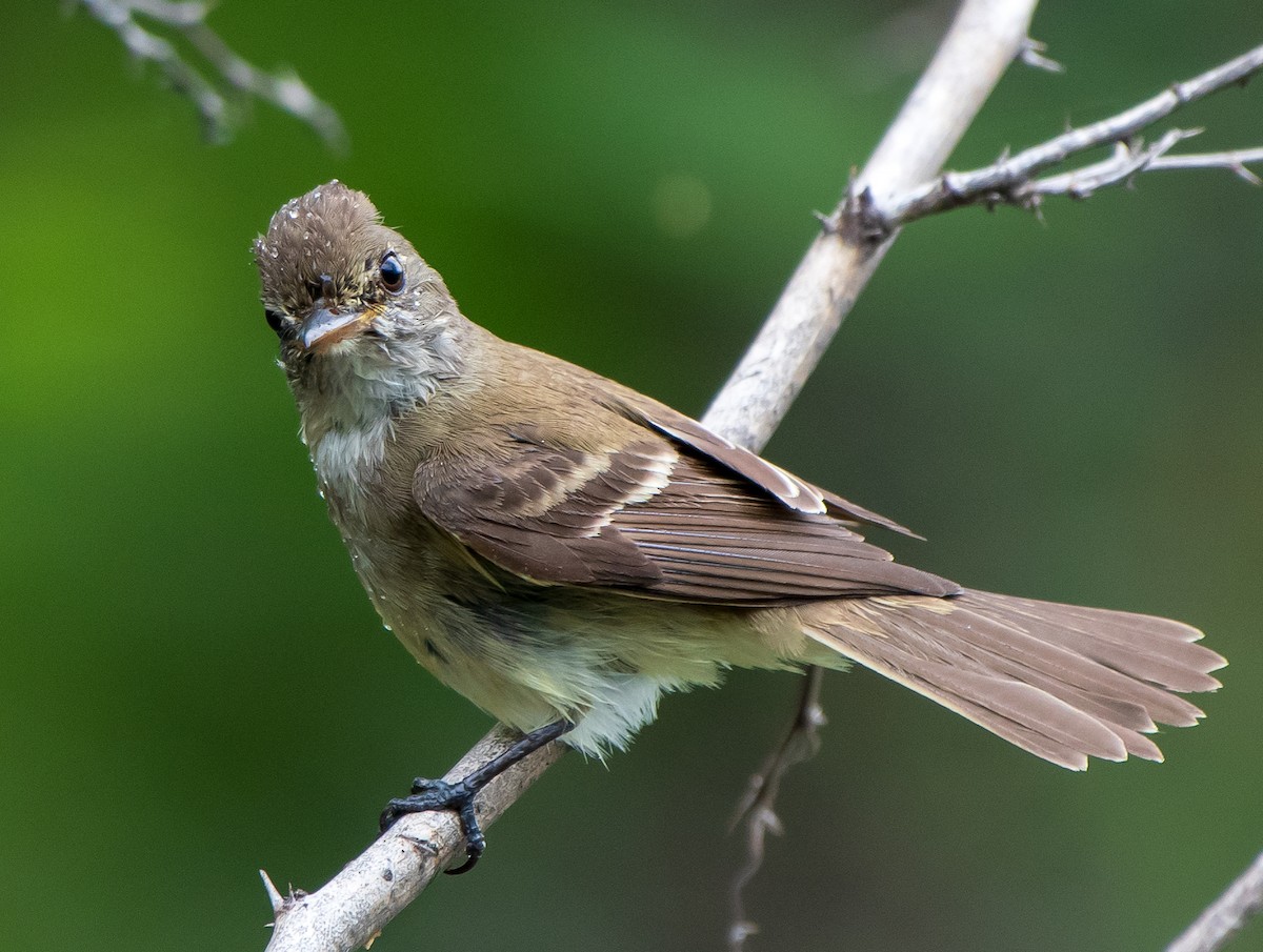 Willow Flycatcher - ML173742331