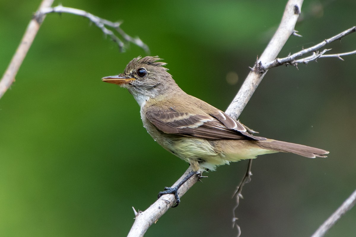 Willow Flycatcher - ML173742401