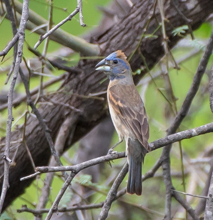 Blue Grosbeak - Mary McSparen