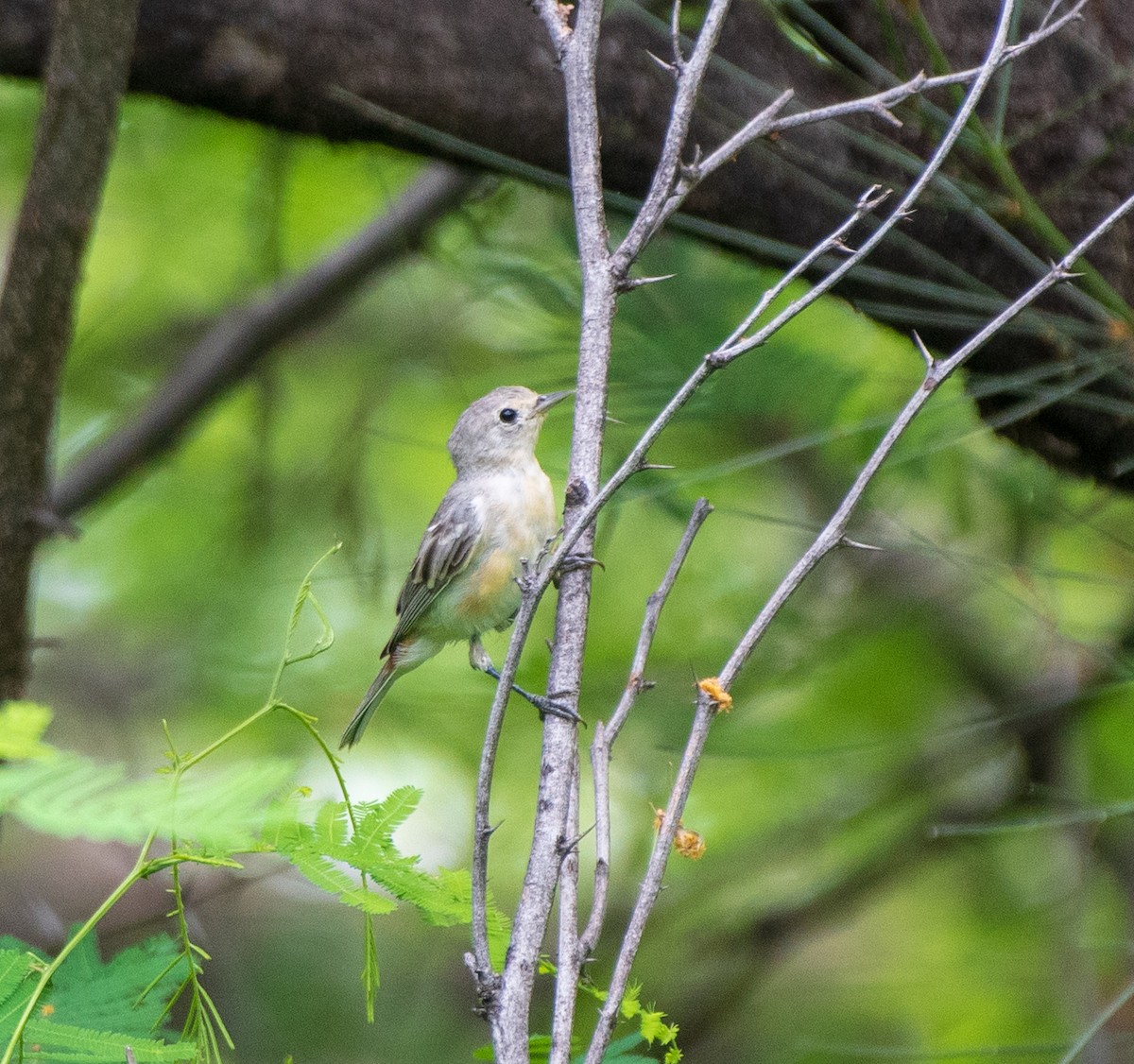 Lucy's Warbler - Mary McSparen