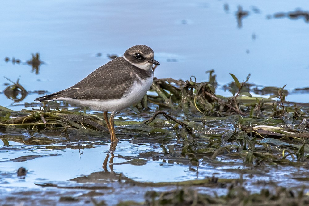 Semipalmated Plover - Jean-Guy Papineau