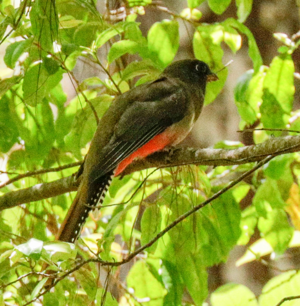 Mountain Trogon - Susan Mac