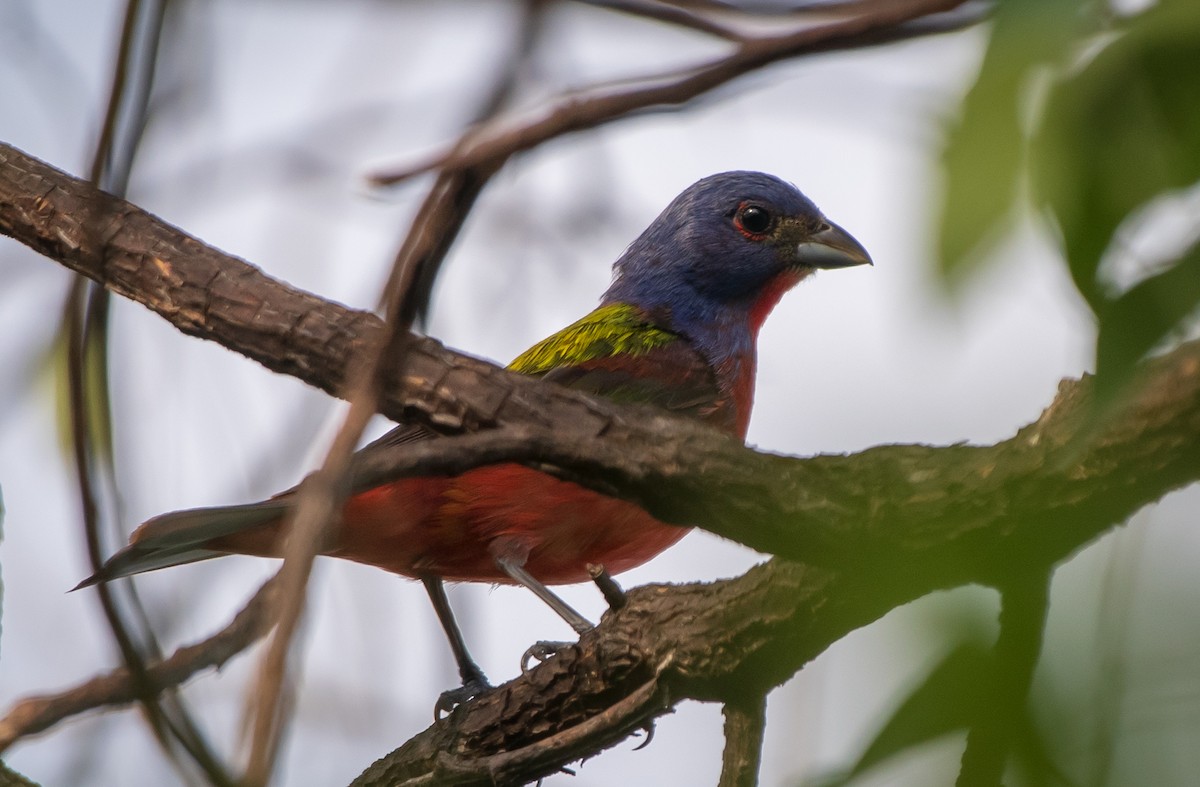 Painted Bunting - ML173744871
