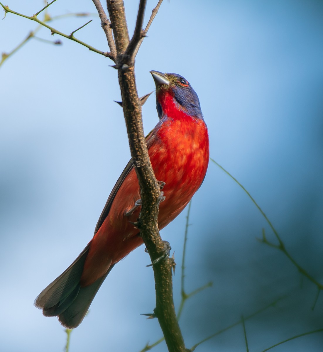 Painted Bunting - ML173744901