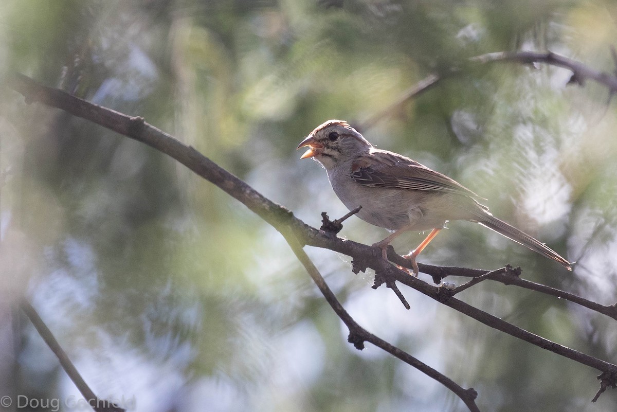 Rufous-winged Sparrow - Doug Gochfeld