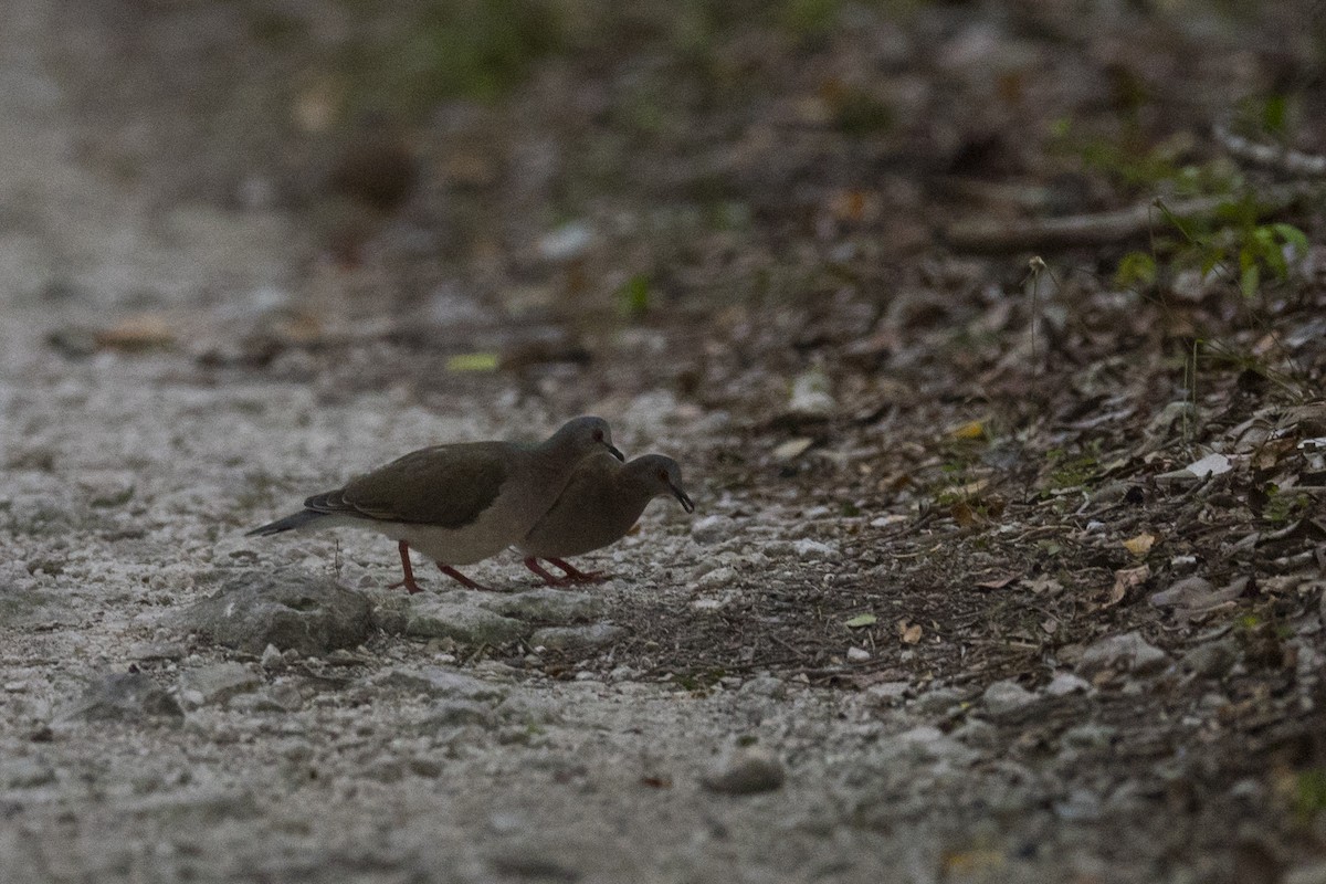 Caribbean Dove - ML173746801