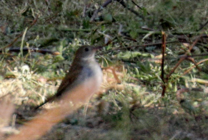 Orange-billed Nightingale-Thrush - ML173747081