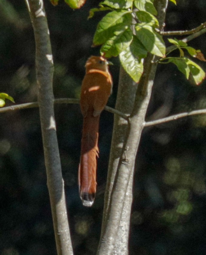 Squirrel Cuckoo (West Mexico) - Susan Mac