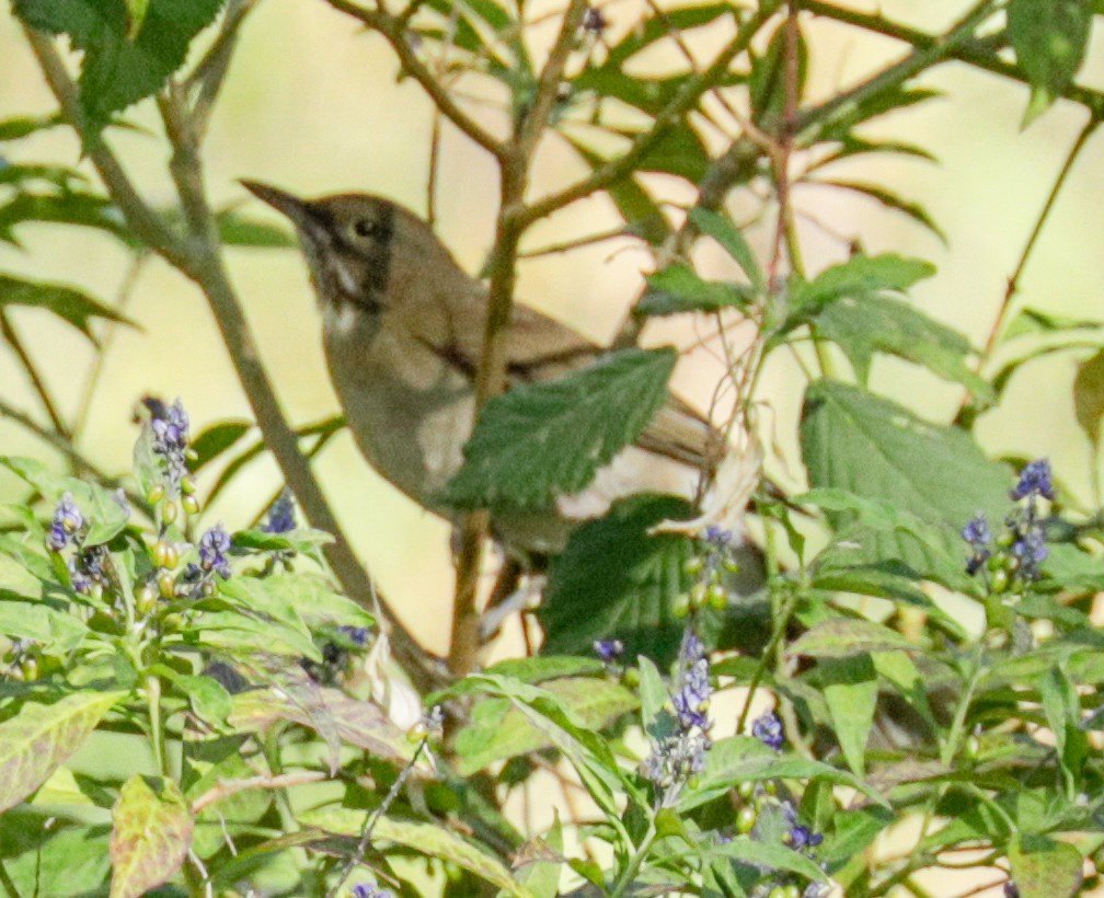 White-throated Thrush (White-throated) - Susan Mac