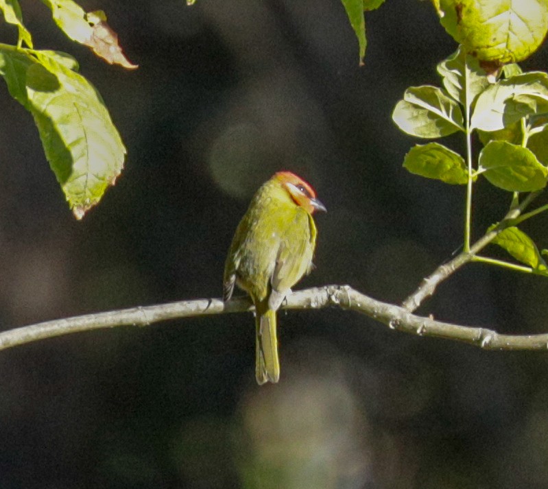 Red-headed Tanager - Susan Mac