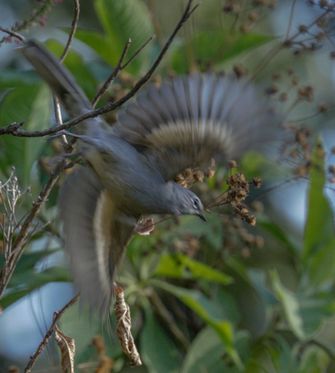 Brown-backed Solitaire - Susan Mac