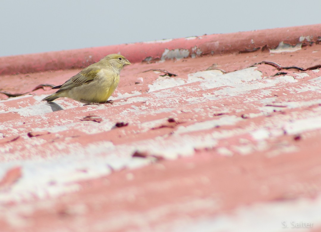 Patagonian Yellow-Finch - ML173748821