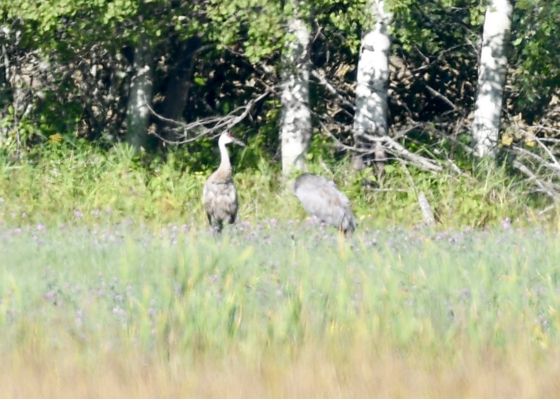 Sandhill Crane - ML173749641