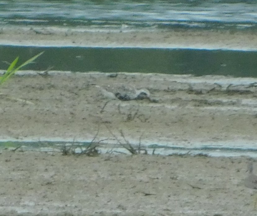 Black-bellied Plover - ML173750101