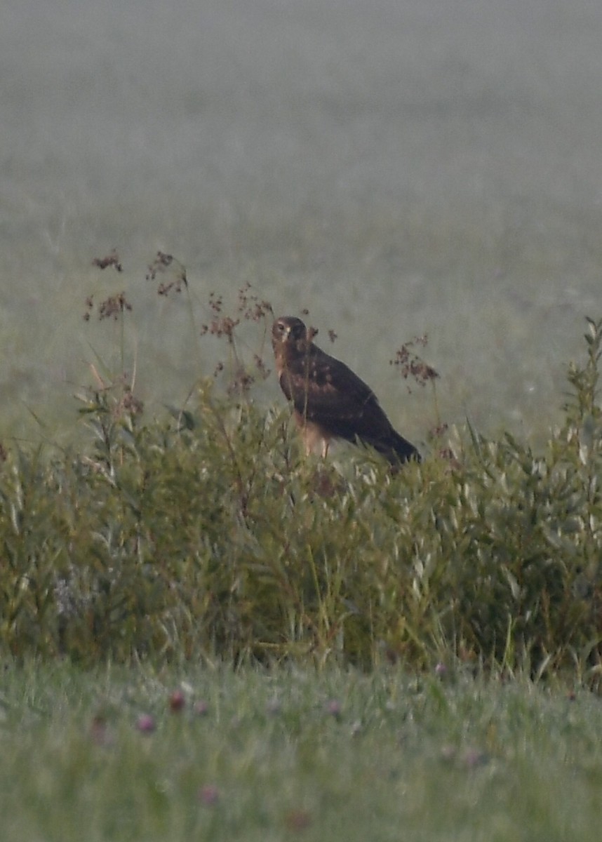 Northern Harrier - ML173750331