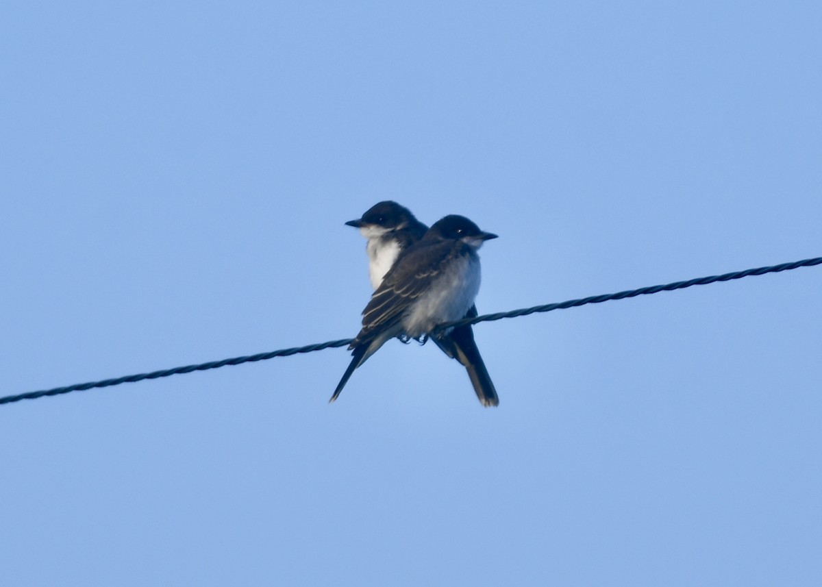 Eastern Kingbird - ML173750671