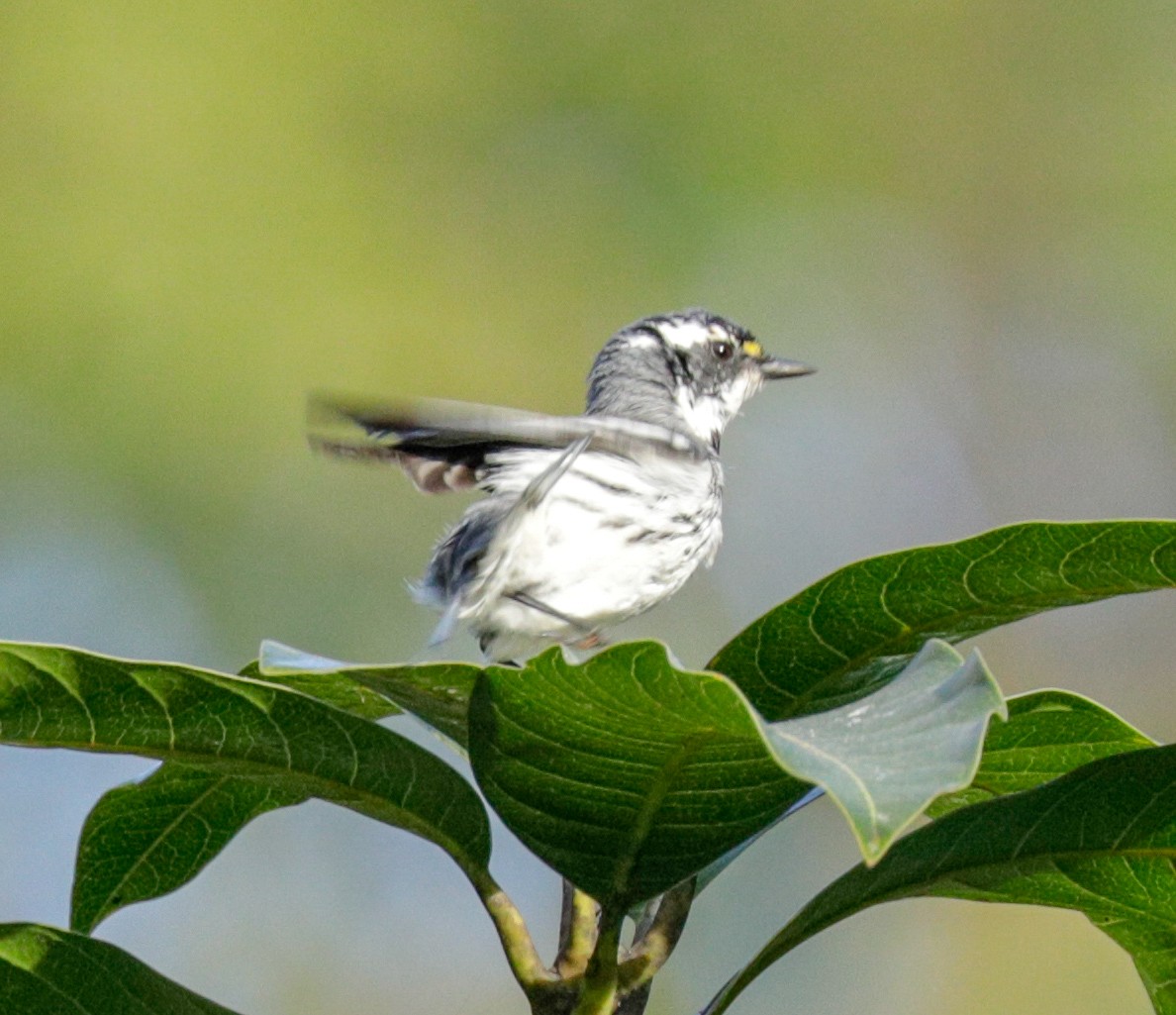 Black-throated Gray Warbler - Susan Mac