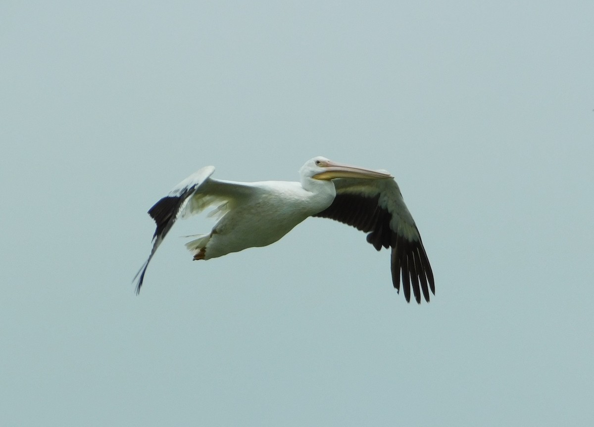 American White Pelican - Kreg Ellzey