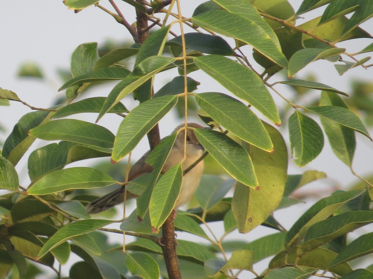 Winding Cisticola - ML173756131