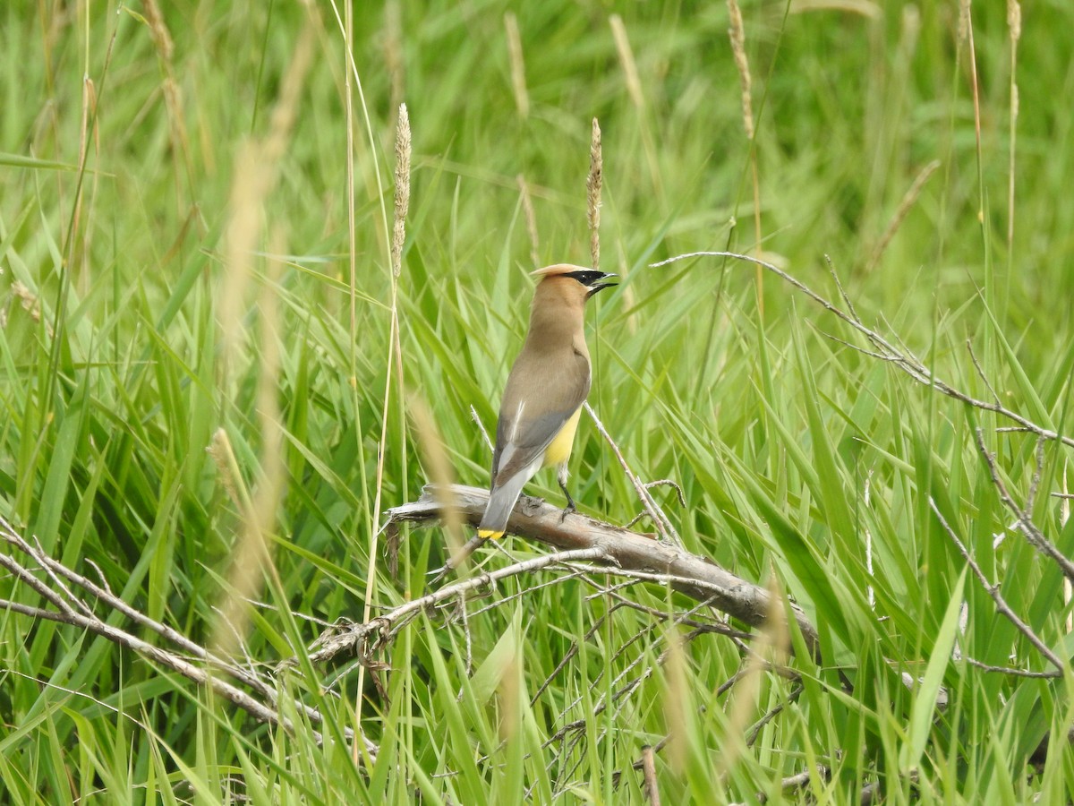 Cedar Waxwing - ML173756641