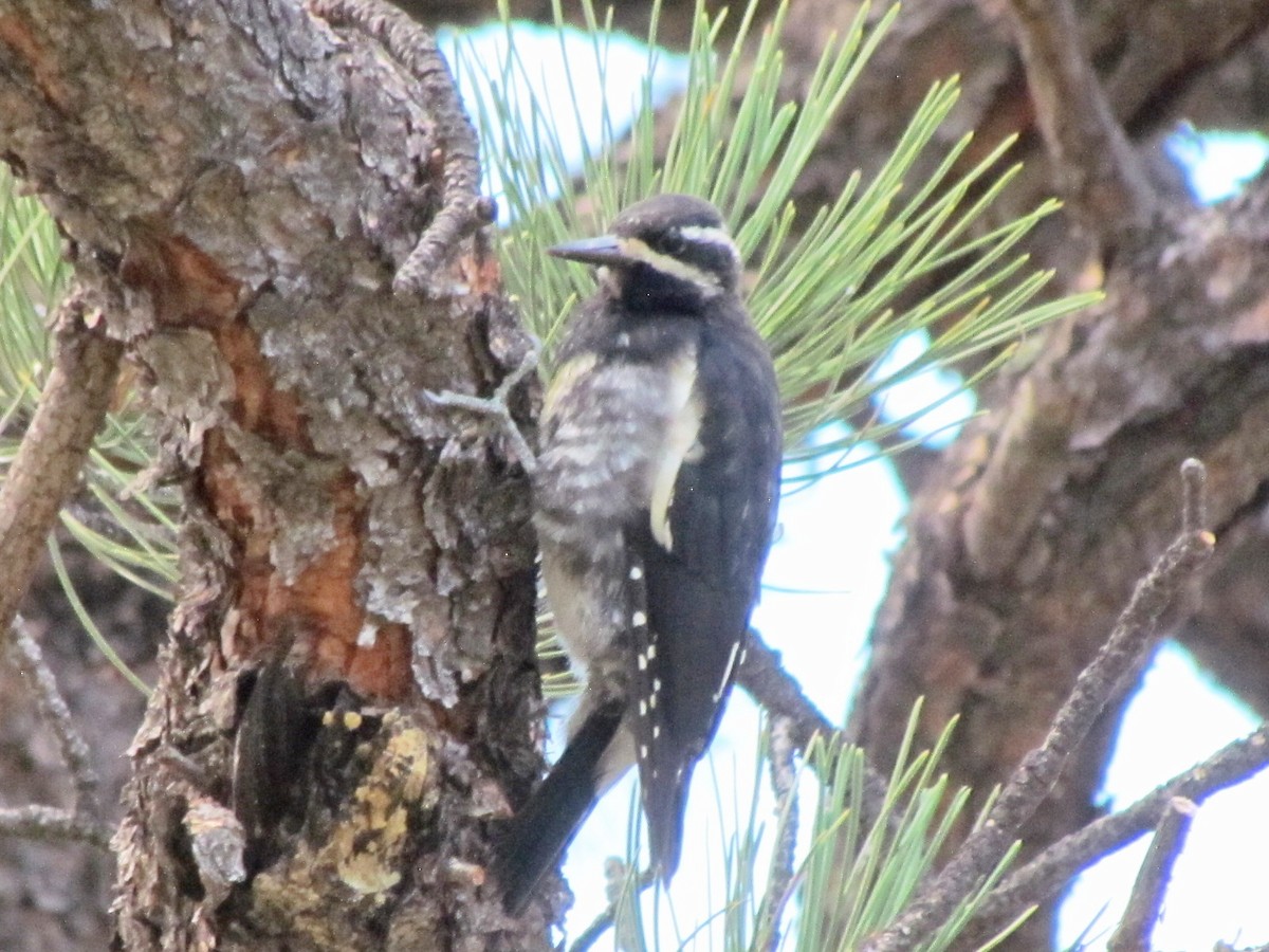 Williamson's Sapsucker - ML173757351