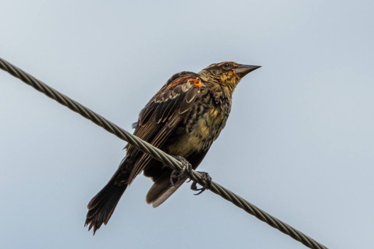 Red-winged Blackbird - ML173762181